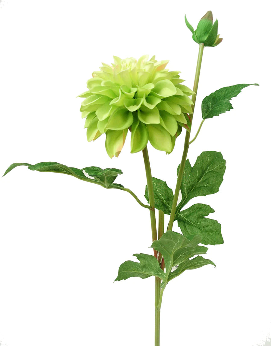 Garden Dahlia w/Bud 24