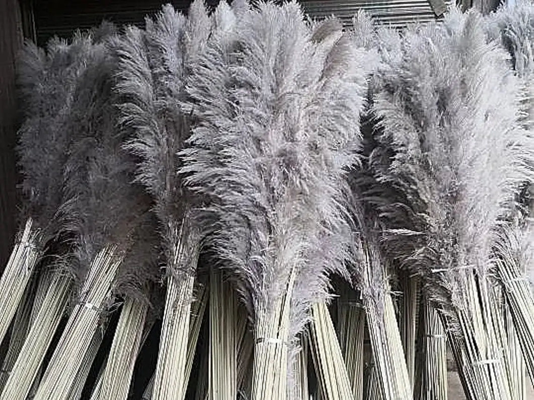 Large Pampas Grass - Natural Dark Grey