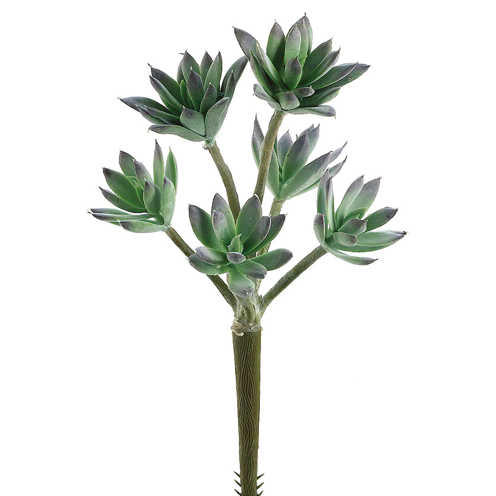 Sedum Stem GR/FS 11