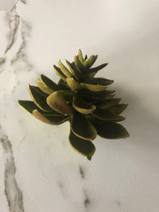 Large Green Succulent - GoldenLadderInteriors