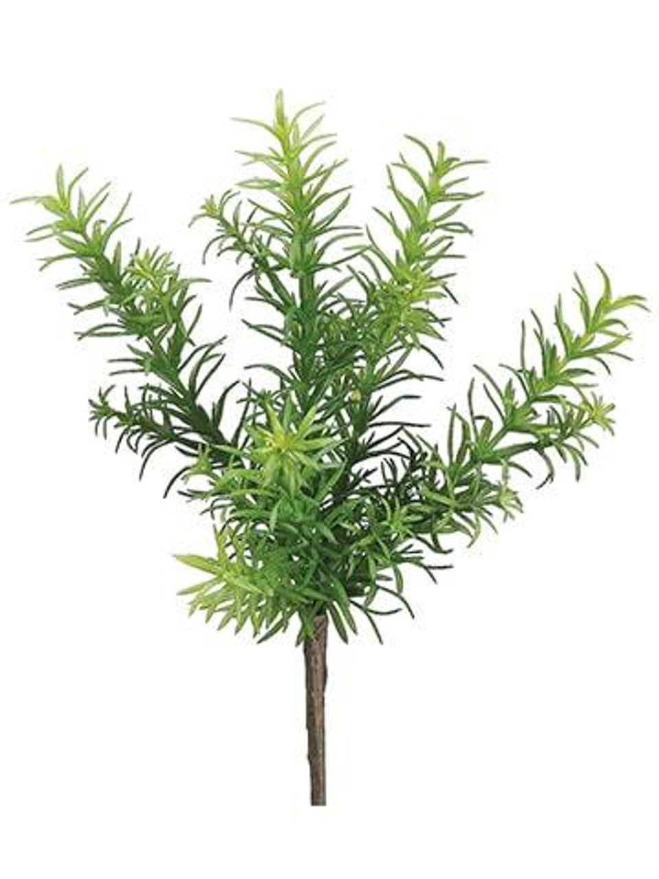 Rosemary Bush 11