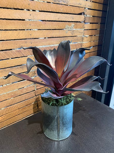 Norah Vase 4.5" x 5.5" Zinc 74251 potted burgundy succulent