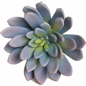 Echeveria Pick 8" Lavender/GR CM7280LVGR