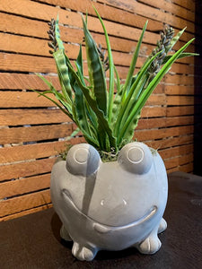 4.75" Frog Planter 14405 with PBS811GRGY succulent