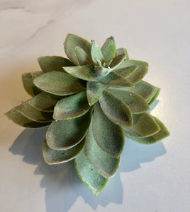 Large Light Green Succulent - GoldenLadderInteriors