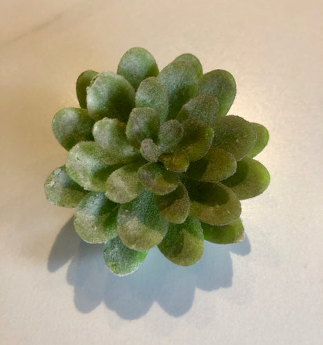 Small Light Green Succulent - GoldenLadderInteriors