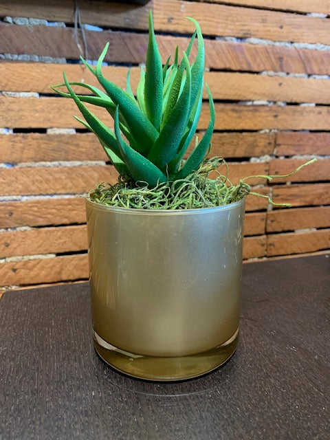 Gold Glass potted Succulent 21348