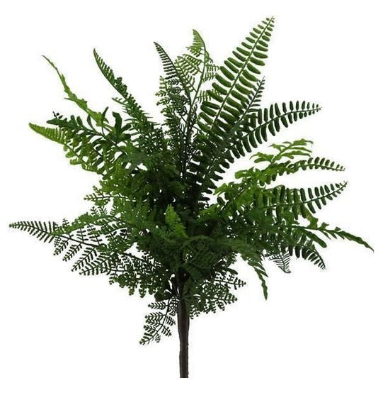 Fern Bush 18