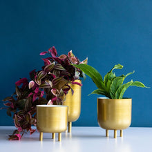 Load image into Gallery viewer, Gold Planters - GoldenLadderInteriors
