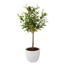 Load image into Gallery viewer, Olive Tree in 7.25&quot; Cement Pot Grey
