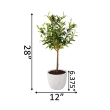 Load image into Gallery viewer, Olive Tree in 7.25&quot; Cement Pot Grey
