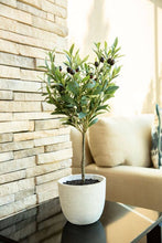 Load image into Gallery viewer, Olive Tree in 7.25&quot; Cement Pot Grey
