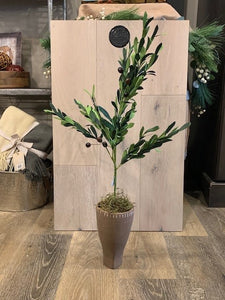 Olive Tree