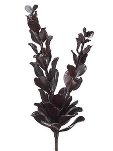 Echeveria Plant 21.5" Dark BU CE0022BUDK